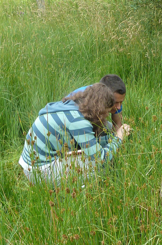NABU-Projektgruppe "Orchideenwiesen Elfenbruch"