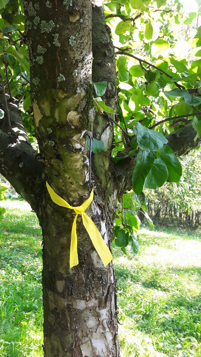 Ernteprojekt "Gelbes Band" auf Streuobstweisen im Landkreis Esslingen
