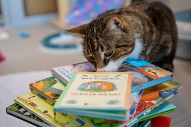 Kinder lesen Katzen vor