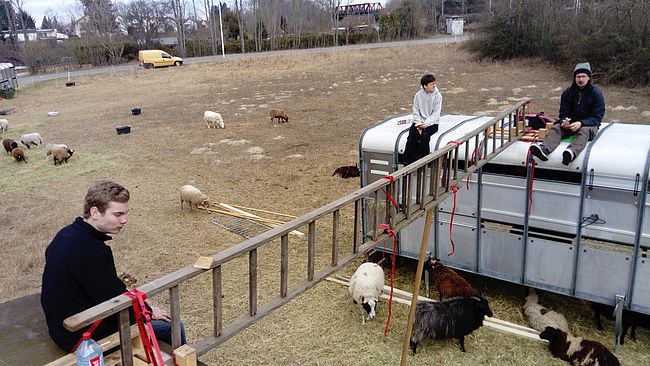 Silbergras - Landschaftspflege mit Schafen & Ziegen