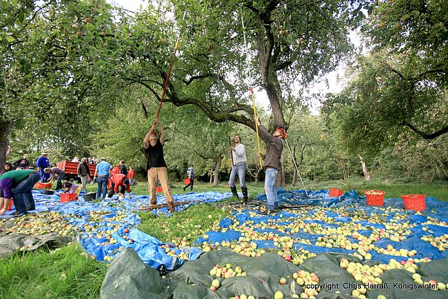 Bürgerinitiative Naturschutz-Siebengebirge e. V.
