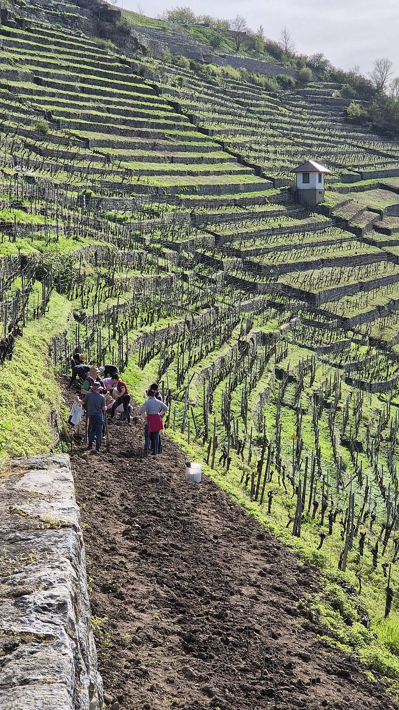 Ein zukunftsfähiger Weinberg entsteht