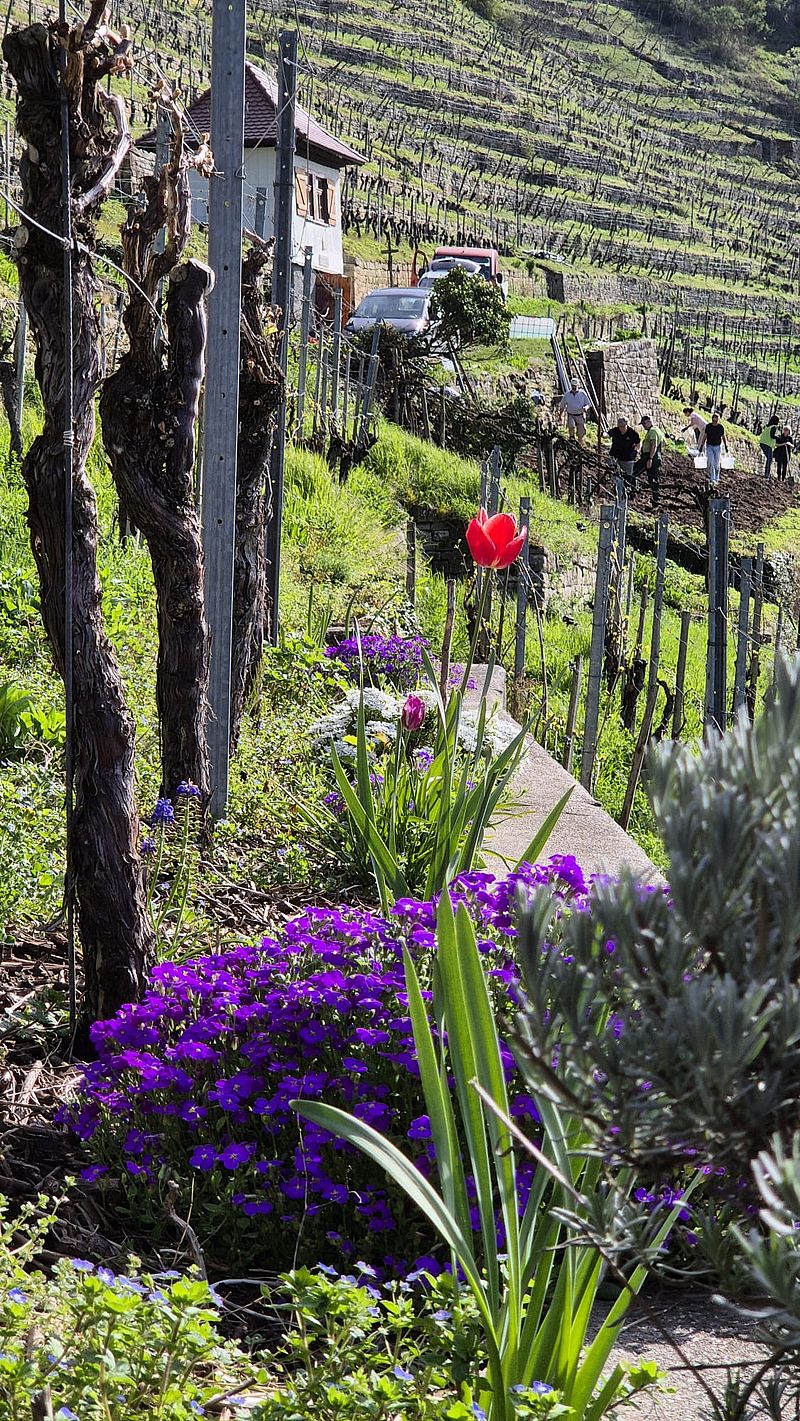 Wengerter in den Steillagenweinbergen