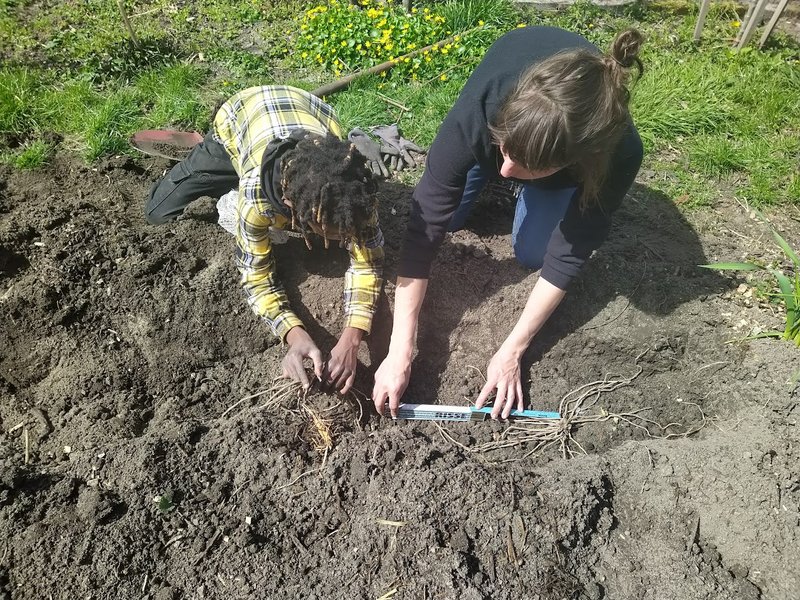 Zwei Menschen pflanzen Spargel