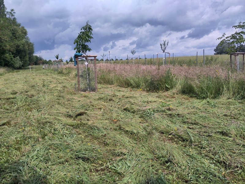 Getane Arbeit - gesenste Wiese