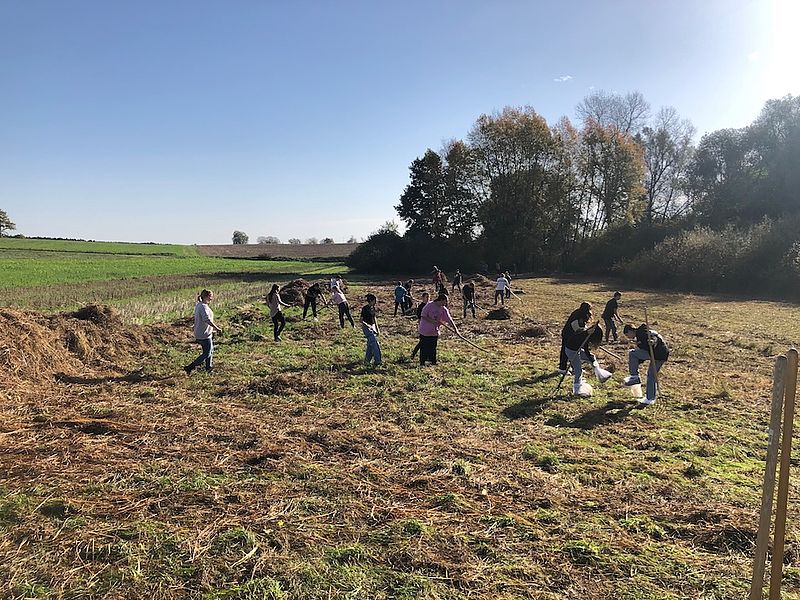 Feuchtwiesenmahd wird von Schüler zusammengetragen