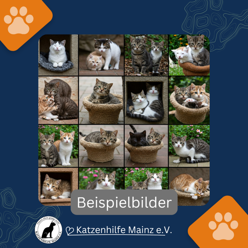Beispiel einer Vermittlungsaktion von 16 Katzen