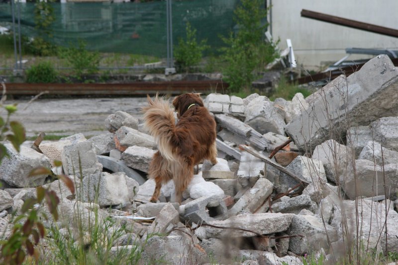 Hund steht majestätisch auf einem Berg aus trümmern und reckt die Nase in die Höhe um menschlichen Geruch zu erhaschen