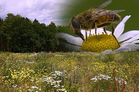 Deckung für Säugetiere und Nahrung für Insekten: das Blühwiesenprogramm der Jägerschaft