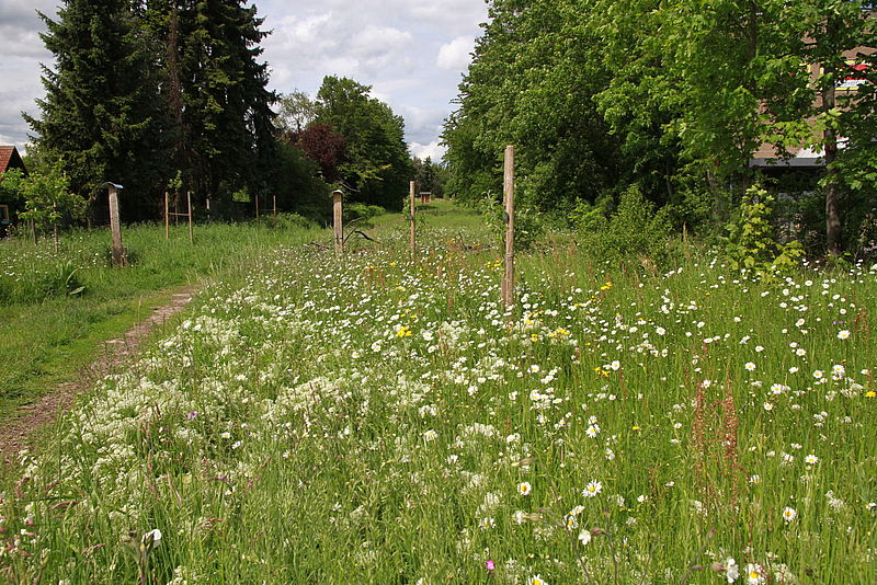 Neue Bäume im Blütenmeer