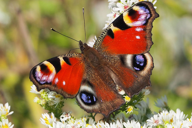 Ein Schmetterling sitzt auf einer weißen Herbstaster