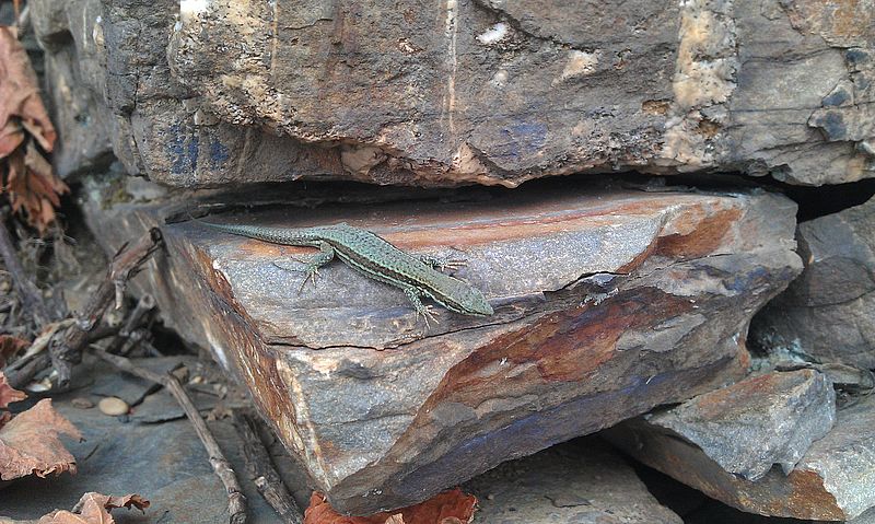 Trockenmauer als ökologische Niesche