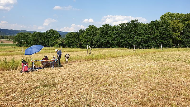 Eine Gruppe des agroforst-monitorings bestimmt die Begleitflora eines Agroforst-Streifens