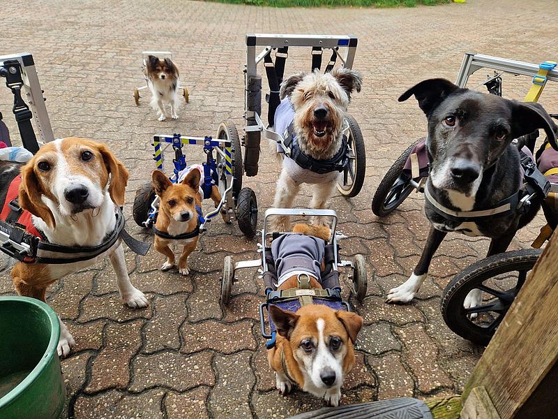 Dog and Roll Stiftung de Hunnenhoff