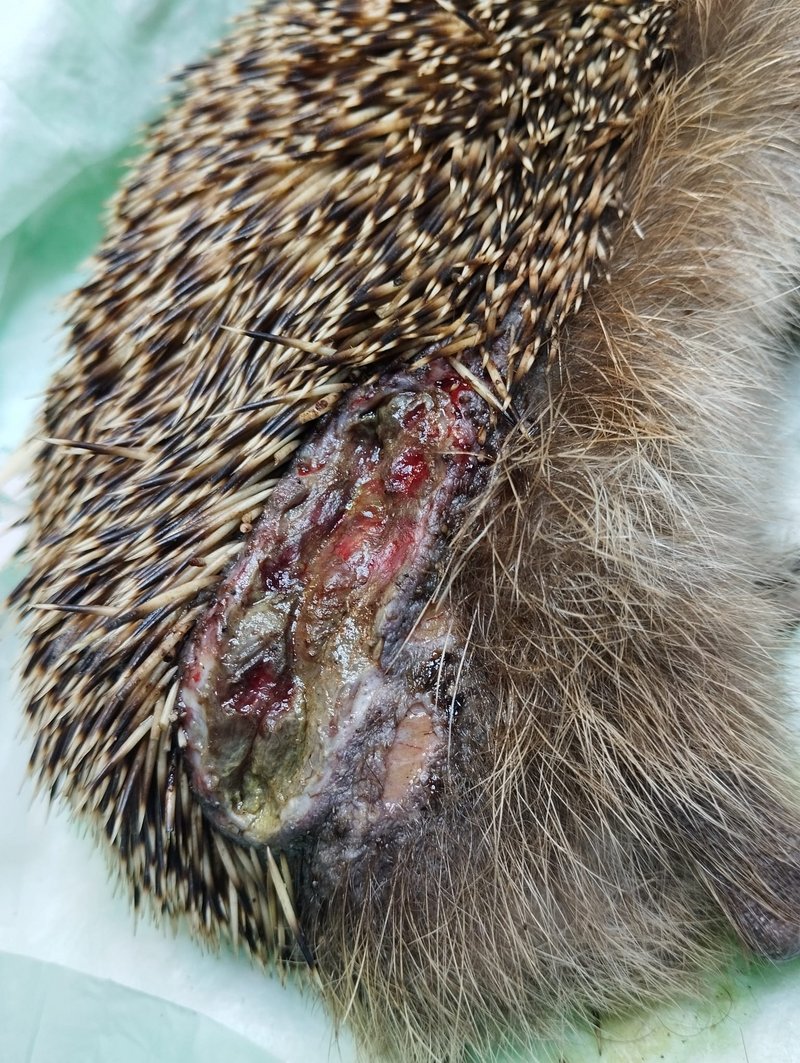 Igel mit Verletzung von Mähroboter