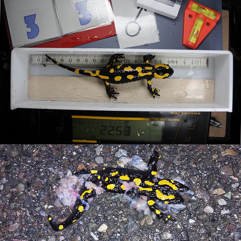 Feuersalamander erst lebendig, dann tot