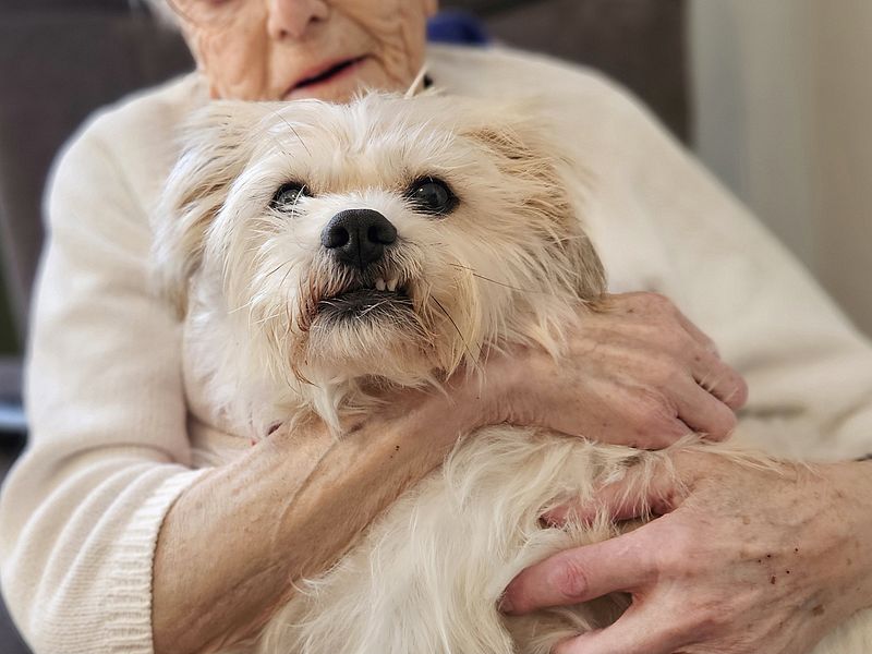Hündin Suki im Einzelkontakt