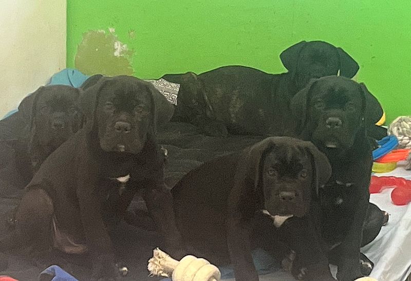 5 Welpen die mit Ihrer Mutter aus schlechter Haltung zu uns kamen