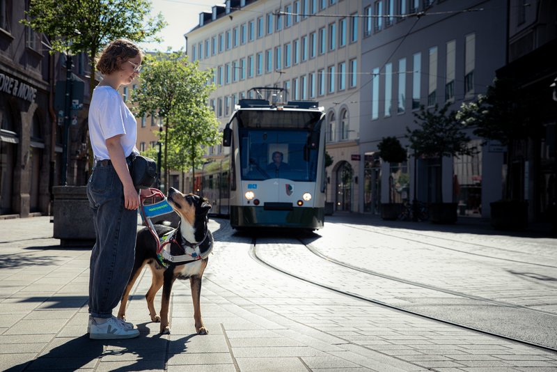 Assistenzhund zeigt Straße an