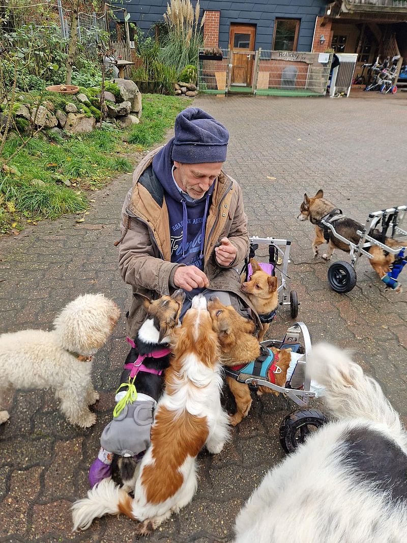 Rollihunde im Einsatz