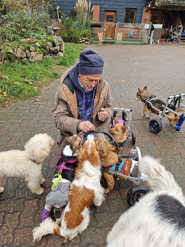 Dog and Roll - Gassigehen mit den Rollihunden