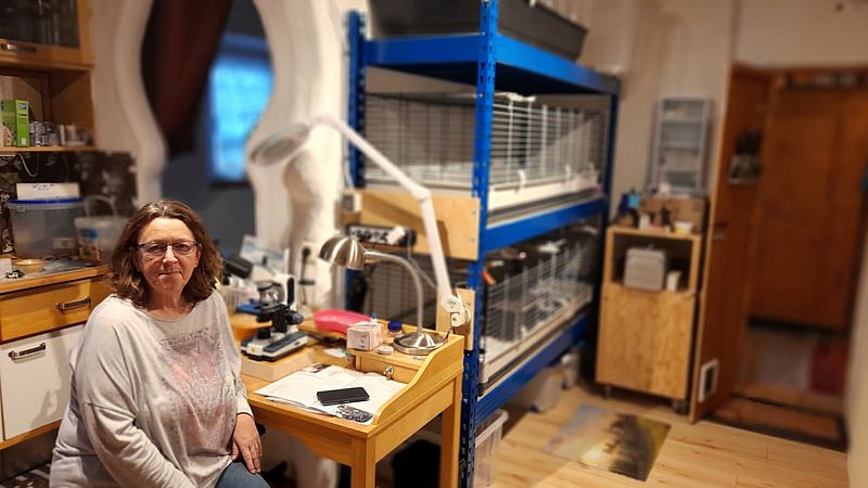 Füttern eines Igelkindes