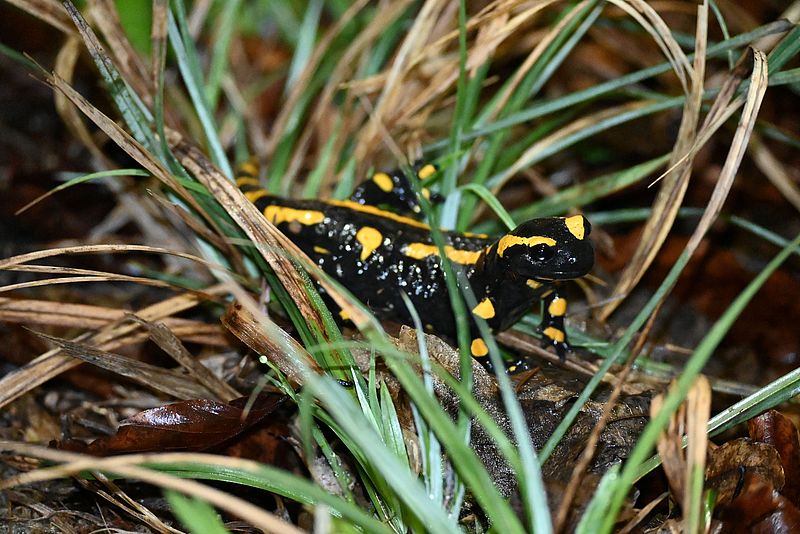 Feuersalamander auf Wanderschaft