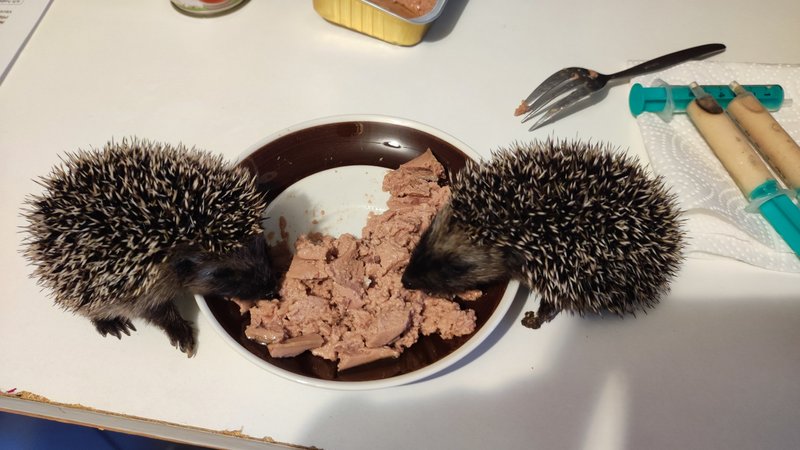Fütterung 2 Igelbabys