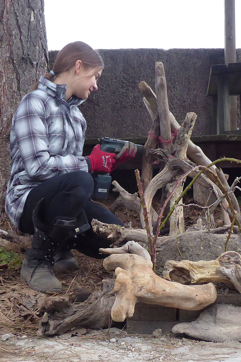 Ein Schmetterling sitzt auf einer weißen Herbstaster